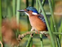 jong kuifkop visvangertjie